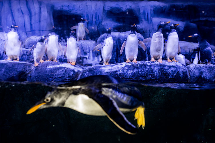 Türkiye’de ilk kez 23 penguen bir arada