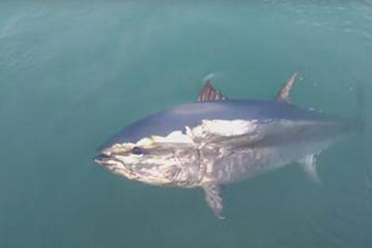 Trini isimli Ton balığı 4 yıldır L'Escala'ya geliyor